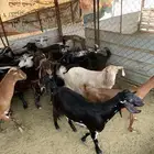 يوجد لدينا معزى مع فحلها