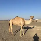 نياق جيش للبيع حايل ولقحه