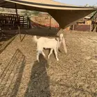 للبيع تيس حجازي