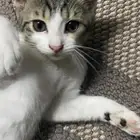 لتبني قطط