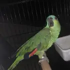 ببغاء بلو فرنتد