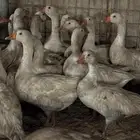 وز للبيع الموقع بريده