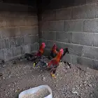 ديوك بلدي