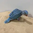 فرخ دره هولندي تم البيع