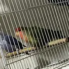 ذكر روز لونق فذر حجم توب ماشاء الله