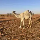 بكره وضحاء
