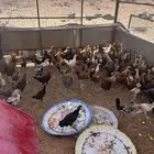 دجاج بلدي بياض وفروخ