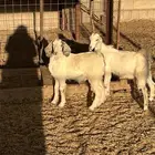 تيوس فوق ثلاثة شهور