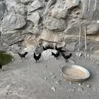 دجاج فلكس