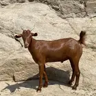 تيس مخصي فل شحم