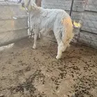 طلي