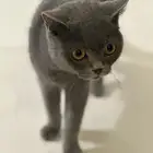 قطه ضائعة في الضاحيه قرطبه