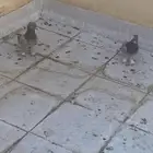للبيع جوزين تركي حمام