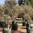 شجرة الزيتون