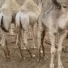 حشو قعدان العدد 3 حليب وعلف