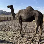 لقحه مجهم من فروع البل ناقة كفو ناقة انتاج الحد7500