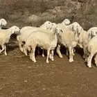 رخال صنف فواخر