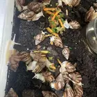 حلزون افريقي بصحة ممتازة جدا عنايتنا فيه فائقة منتج