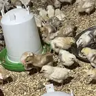 صوص بلدي
