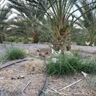 دجاج بلدي بياض