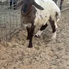 رخل نعيمي العمر ستة أشهر