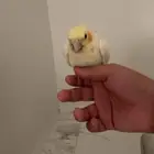اعرض لكم طير كرونا أليف الجنس لا اعلم نهايه غر على سوم