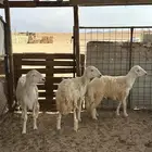2 طلي 1 رخل