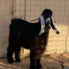 فحل ثني