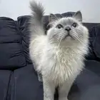 قطط