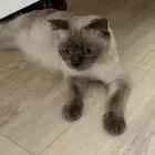 قطط للتبني