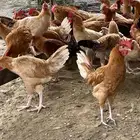 ديك بلدي محايل