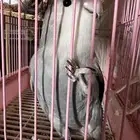 طير روز ذكر رمادي