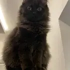 قطه هملايا للتبني