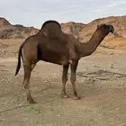 بعير حمر ادهم مشروط