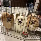 كلاب بومرينيان للبيع