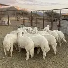 طليان ( تم البيع )