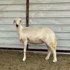 صفراء صنف رباع