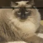 جده