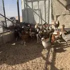 للبيع دجاج بلدي