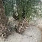 للبيع نخل صفري بيشه