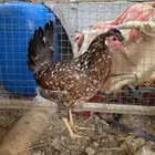 دجاجه للبيع مكنتوش