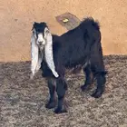 جفره عارضيه للبيع