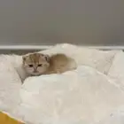 قطه سكوتش ستريت للبيع