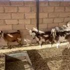 تيوس