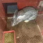 ارانب فلاندر دم صافي حجم كبير