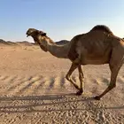 للبيع البيعر الاصفر الطيب ساسه من ابا حنس ابالخيل السن شاق