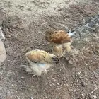 دجاج براهما
