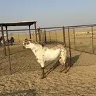 تيس فحل بيشي ( تم البيع )