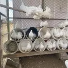 حمام رقاص ابيض صافي