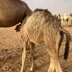 قعود لباني
